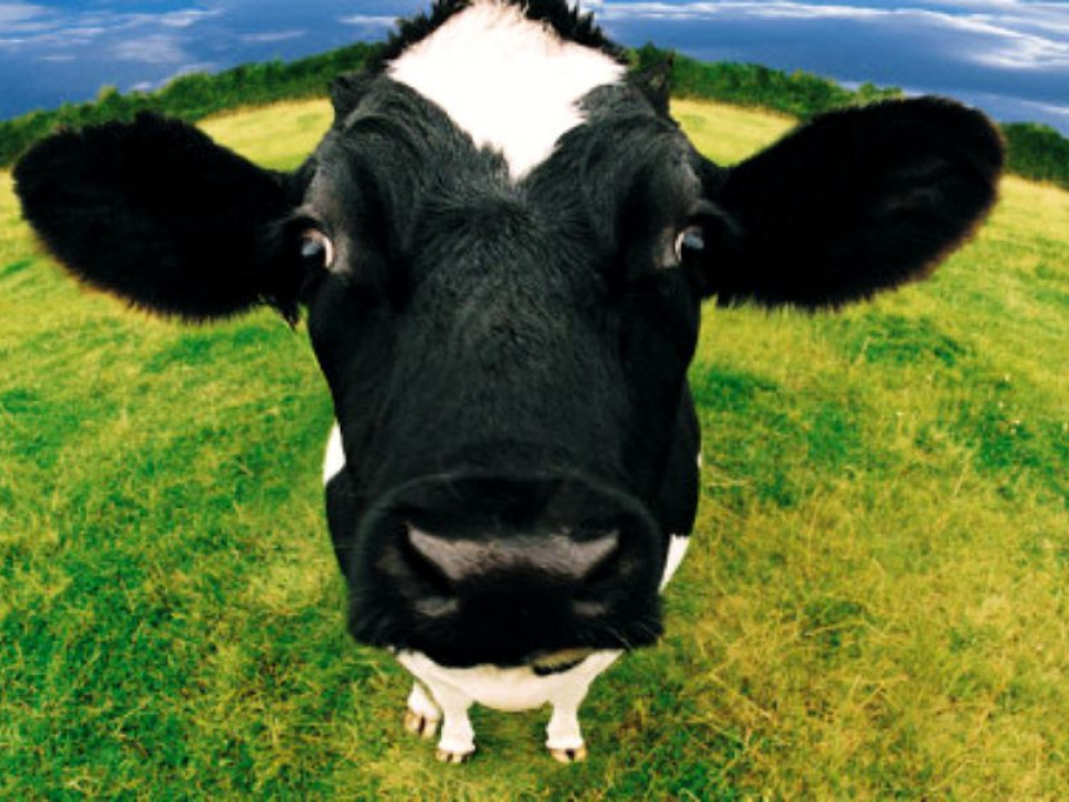 FOTO | Cum arată vaca cu cele mai mari coarne